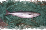 image-colin-lieu-poisson