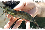 image-gambas-bio-1