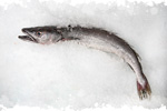 image-merlu-blanc-poisson