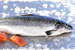 image-saumon-bio-poisson