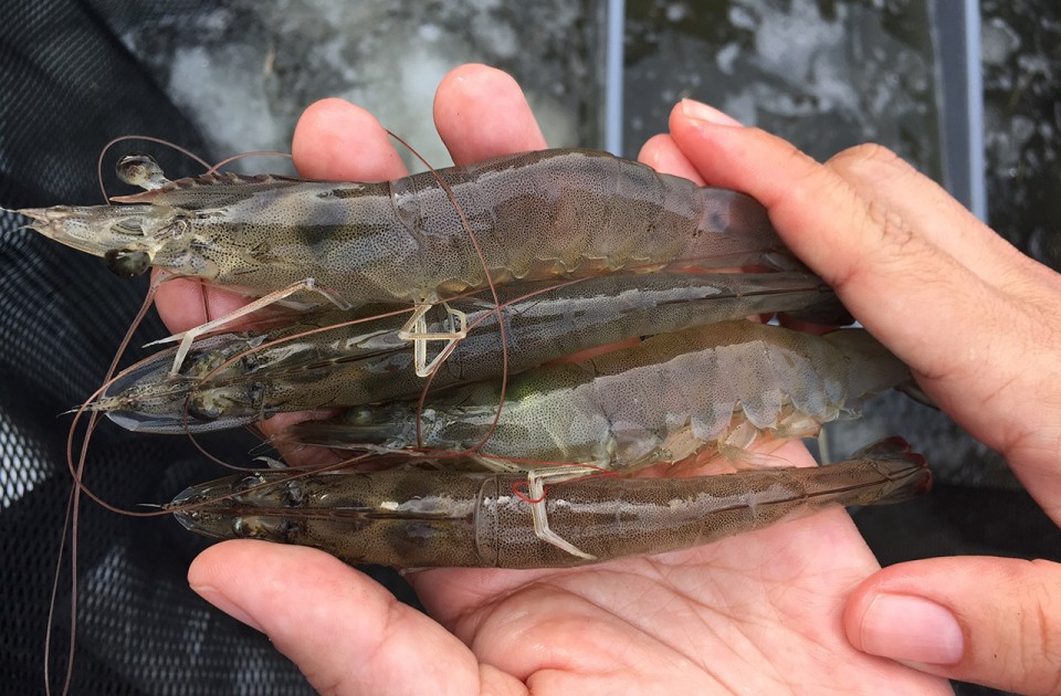 Queues de Crevettes BIO crues